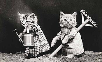 Cats with garden tools background
