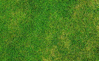 Green grass background